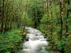 McKenzie River, Willamette National Forest, Oregon